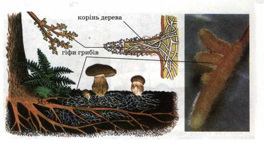 Мал. 200. Взаємовигідне співжиття рослин і грибів.jpg