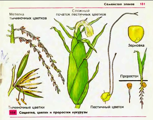 Соцветия, цветки и проростки кукурузы