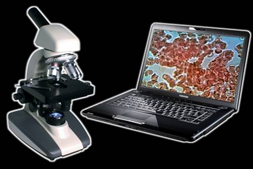 Световая микроскопия – основной метод в цитологии