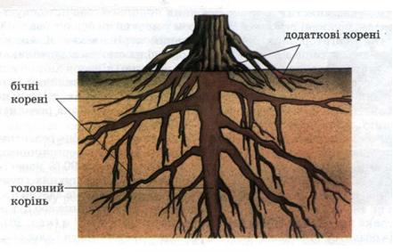 Мал. 34. Види коренів.jpg