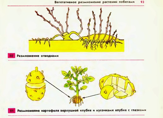 Вегетативное размножение растений побегами