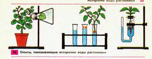 Испарение воды растениями
