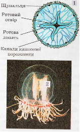 Схема будови медузи аурел