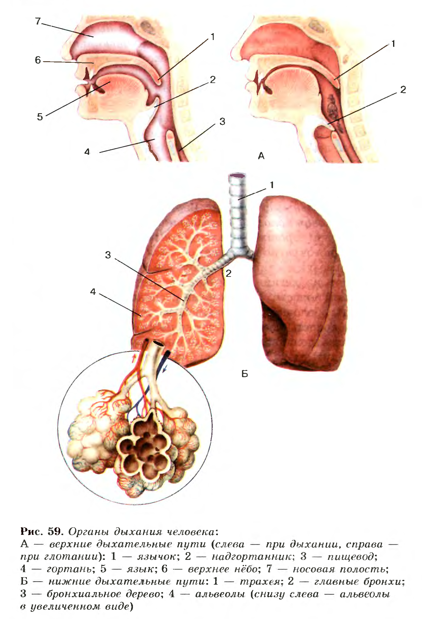 Органы дыхания человека