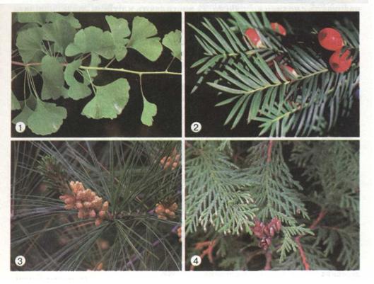 Різні типи листків голонасінних: гінкго (1), тис (2), сосна (3), туя (4) . фото