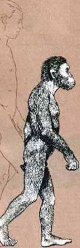 Australopithecus africanus ходив випроставшись, хоча м'язи його ніг і відрізнялися від наших