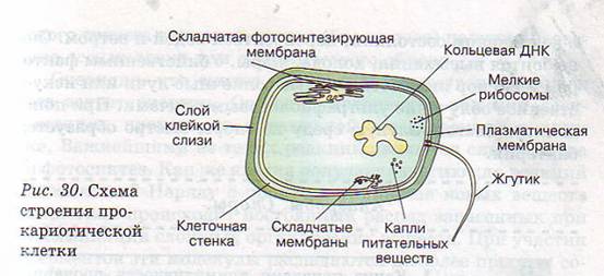 Различия в строении клеток эукариот и прокариот