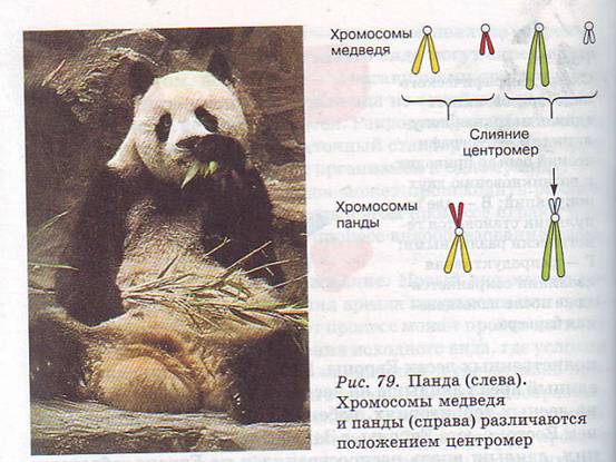 Панда, Хромосомы медведя