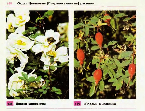 Шиповник — растение семейства розоцветных