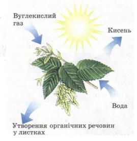 Maл. 12. Схема фотосинтезу.jpg