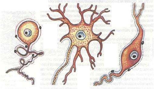 Різні типи нервових клітин