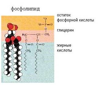 Структура фосфоліпіда