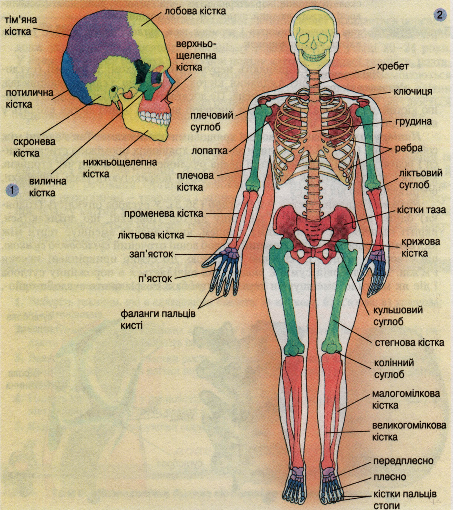Скелет людини: 1 - скелет голови;2 - скелет тулуба