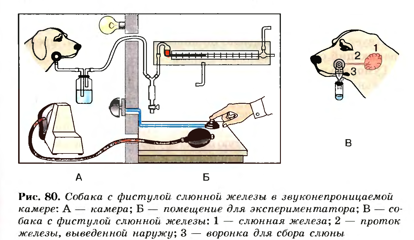 Нервная регуляция пищеварения происходит рефлекторно