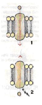 Схема пасивного (1) та активного (2) транспорту речовин через плазматичну мембрану