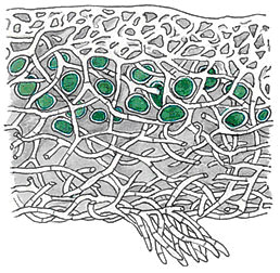 Лишайник кладония - пример симбиоза: клетка водорослей, грибные гифы.