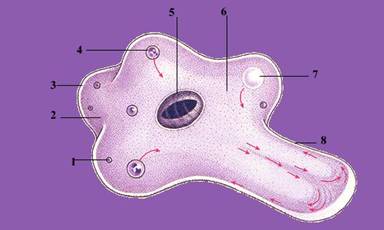 Amoeba proteus, зовнішній вигляд