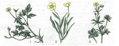 Мал. 9. Приклади видів рослин.jpg