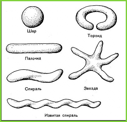 Бактеріальні клітини