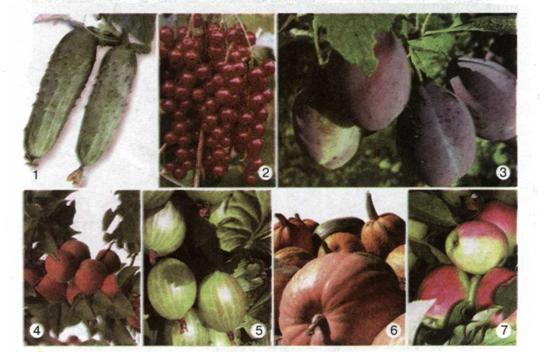 Соковиті плоди: гарбузина (1,6), ягода (2, 5), кістянка (3, 4), яблуко (7). фото