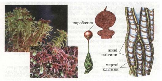 Сфагновий мох. фото