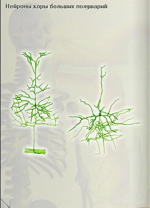 Нейроны коры. фото