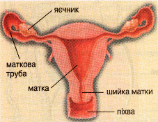 Будова жіночих статевих органів
