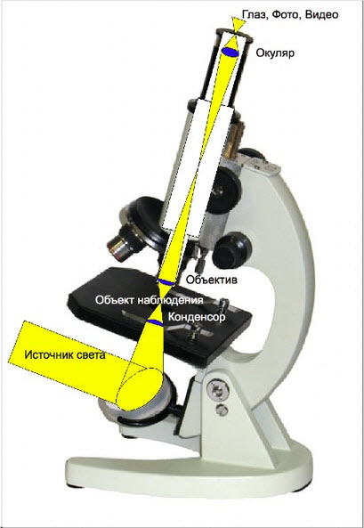Схема світлового мікроскопу