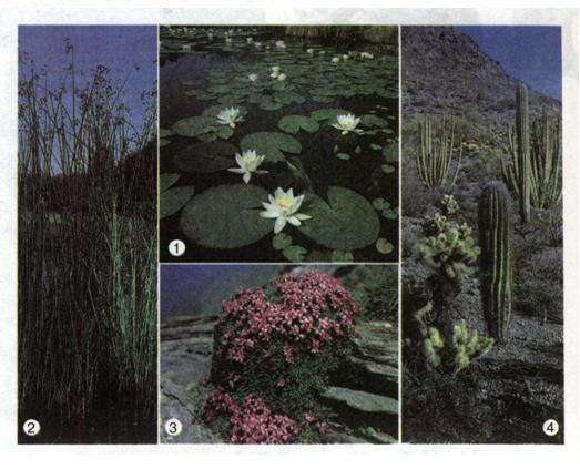 Рослини - мешканці водойм (1,2), гір (3), пустель (4). фото