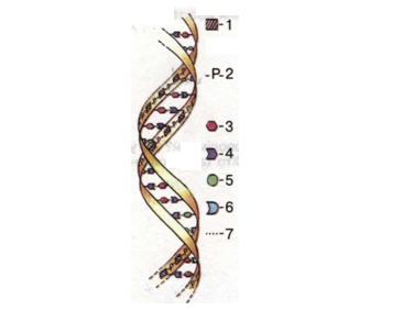 Схема будови молекули ДНК