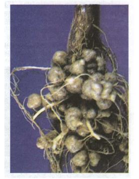 Файл:Мал. 46. Бульбочки з азотфіксуючими бактеріями на коренях рослини.jpg