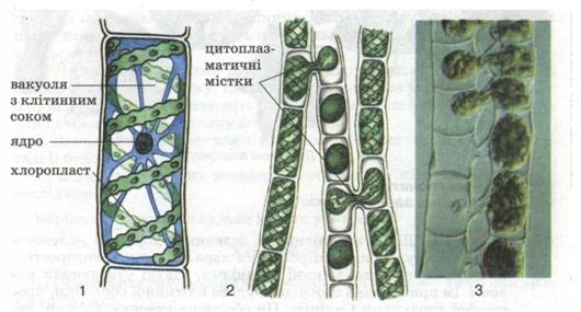 Будова клітини (1) і розмноження (2, 3) спірогіри. фото