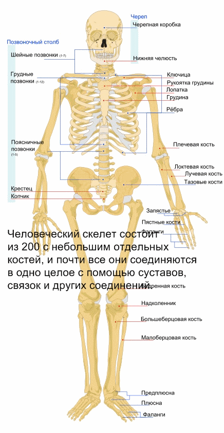 рекорды скелета человека