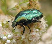 Твердокрилі або жуки (Coleoptera).