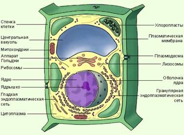 Строение клетки прокариотов (растений)