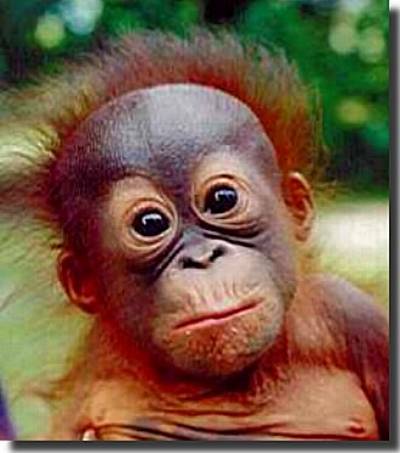 Orangutan-baby-angl11-54.jpg