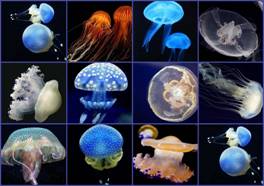 Яскарвий світ медуз
