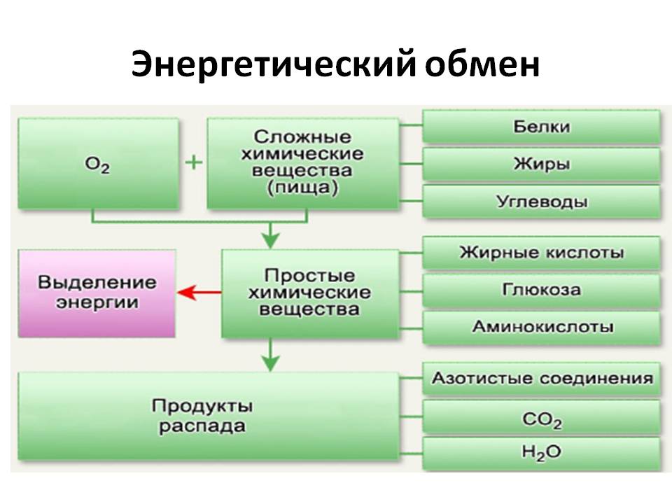 Схема энергетического обмена веществ. фото