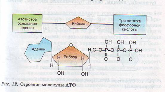 Строение молекулы АТФ