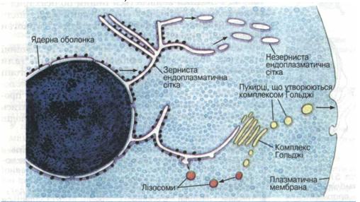 Схема взаємозв'язків між мембранними системами клітини
