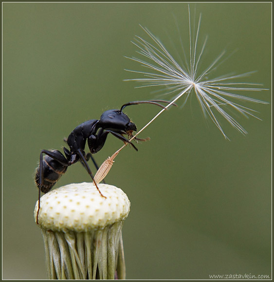 Ant-muraveu.jpg