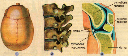 Типи з'єднання кісток: 1 - нерухоме (шов); 2 - напіврухоме; 3 - рухоме (суглоб)