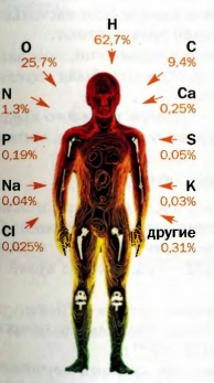 Химические элементы в организме взрослого человека (в процентах от общего количества атомов)
