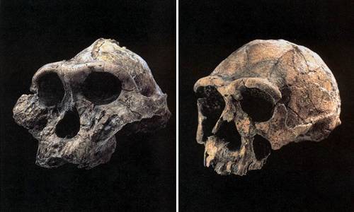 Череп австралопітека істотно відрізнявся від черепа людини
