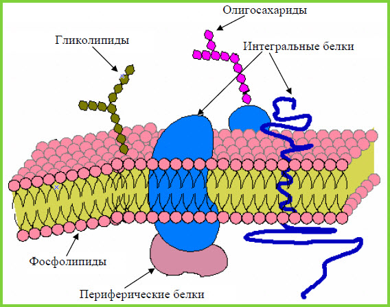 Цитоплазматична мембрана