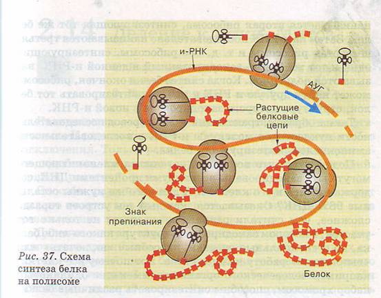 Реферат: Конспект урока по биологии - белки