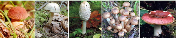 Білий гриб, болотний підосичник, білий навізник, осінній опеньок, сироїжка