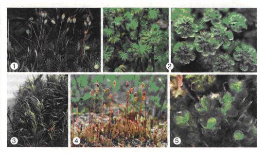 Різноманітні мохоподібні: 1 - політрих волосоносний; 2 - печіночник маршанція; 3 - дикран; 4 - бріум; 5 - еріопус. фото
