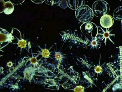 Разнообразные организмы, составляющие морской планктон