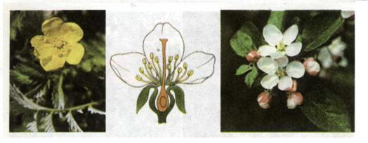 Квітка розових. фото